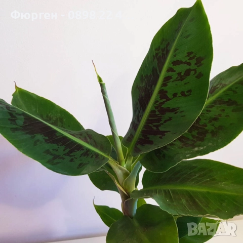 Банан - Стаен , снимка 3 - Разсади - 52508076