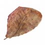 Листа от тропически бадем –Terminalia Catappa, снимка 1 - Други - 39104892
