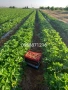 Разсад целогодишни ягоди, снимка 6