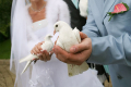  Бели гълъби  за сватби, тържества, ритуали и церемонии, снимка 2