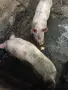 продавам 2 прасета 1 женско 1 мъжко, снимка 1