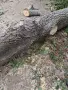 орехов дънер отличен, снимка 1