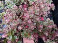 Sedum Spurium Tricolor (Седум Триколор)