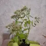Лечебна Дебела Мара комплект , снимка 8