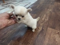 Продавам мъжки и женски чихуахуа , снимка 5