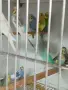 Вълнисти папагали и Корели , снимка 8