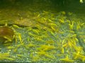 Жълти скариди, Yellow Shrimps, снимка 8