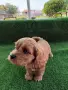 Cavapoo  Кавапу, снимка 4