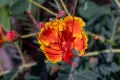Цезалпиния пулхерима – Caesalpinia pulcherrima, снимка 3