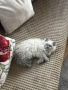 Мъжки котарак за Разплод, снимка 6