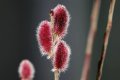 Върба - Salix gracilistyla 'Mount Aso' ( грацилистяла' моунт асо' ), снимка 4