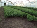 Разсад за пипер, разсад за домати и др., снимка 4