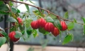 Суринамска череша, снимка 2