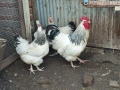 Кокошки и петел БЯЛ СЪСЕК - НОСАЧКИ, снимка 4
