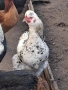Домашни петли, снимка 10