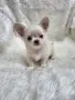 чихуахуа момченце , снимка 6