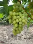 Продавам грозде Мерло,Памид и Брестовица, снимка 4