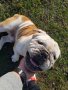 Английски булдог за разплод, снимка 6