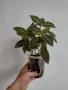 Руелия, ruellia Makoyana, снимка 2