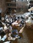 Продавам гълъби бемкалий палбелий поморийски пазарджишки млади бели гълъби за свадба, снимка 2
