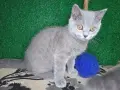 Британски и шотландки котета, снимка 3