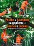 Рязане на опасни дървета и дробене на клони – Варна, снимка 5
