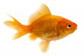 Малки Златни рибки - Златна риба - Лично Перник, снимка 1 - Рибки - 36919897