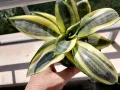 Сансевиера Gold Hahnii-птиче гнездо, снимка 3