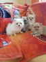 Померан померани померанчета Гр. София, снимка 6
