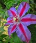 клематис clematis akaishi, снимка 1 - Градински цветя и растения - 39483822