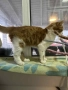 Подарявям Ангорско коте, снимка 8