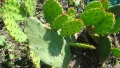 Опунция (Opuntia), снимка 2
