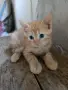 Малък Рижко търси своите хора , снимка 3