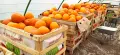 Продавам тикви различни сортове, снимка 17