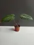 Филодендрон 'Глориозум Зебра' / Philodendron gloriosum zebra, снимка 8