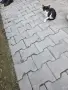 Подарявам котенца, снимка 3