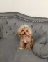 Малтипу момче Teacup / Maltipoo F1 / пудел Teddy mini тъкап, снимка 1