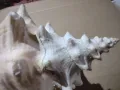Огромна раковина, снимка 4