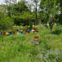 Български пчелен мед от Родопите Реколта 2023!, снимка 2 - Пчелни продукти - 41627152