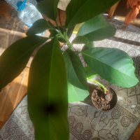 Голямо авокадо, снимка 2 - Стайни растения - 44756029