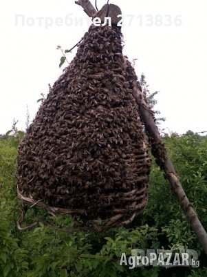 Продавам пчелни семейства в тръвни, снимка 1