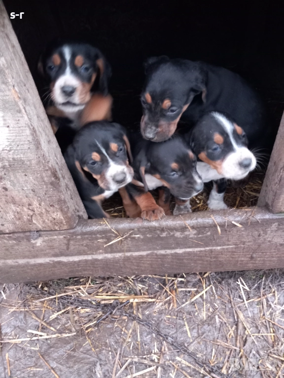 Продавам гончета, снимка 1