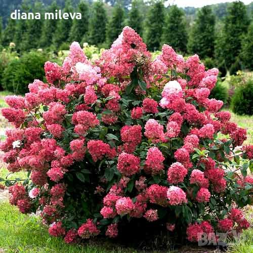 Хортензия Розова Кралица за супер слънце, Hydrangea paniculata `Pink Queen`, снимка 1
