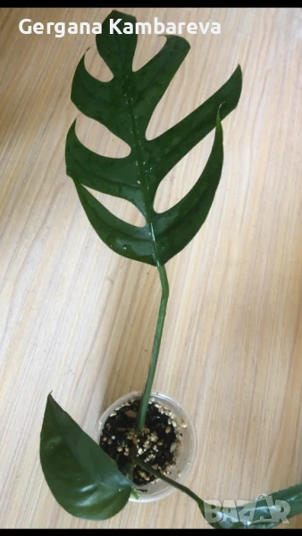 Epipremnum pinnatum Baltic Blue , снимка 1