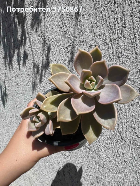 Сукулент Graptopetalum paraguayense (Седеф, Каменна роза, Призрачно растение, Майка на перлите), снимка 1