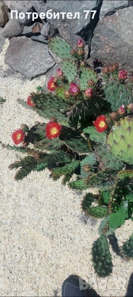 Няколко вида студоустойчиви кактуси и сукуленти, снимка 1