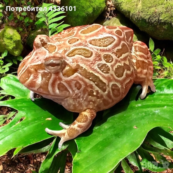 Продавам жаба Pacman (Ceratophrys ornata) 🐸, снимка 1