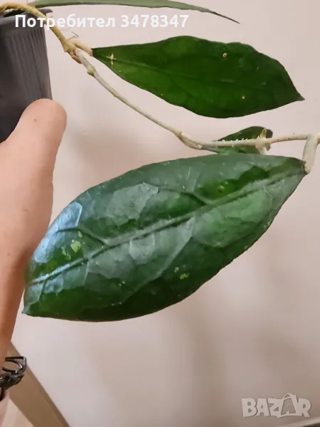 Хоя Clemensiorum, снимка 1