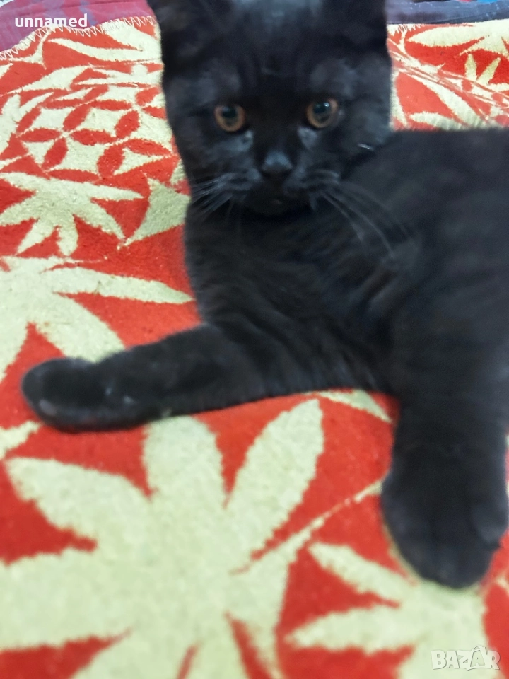 Мъжко британско котенце, снимка 1