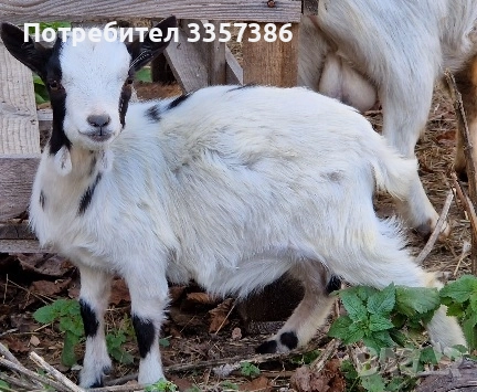 Продавам Декоративни Кози, снимка 1